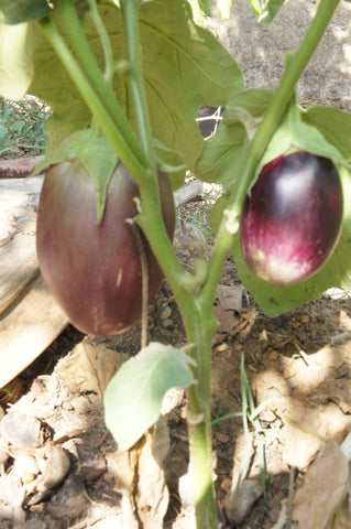 Brinjal (Hittalu) Seeds