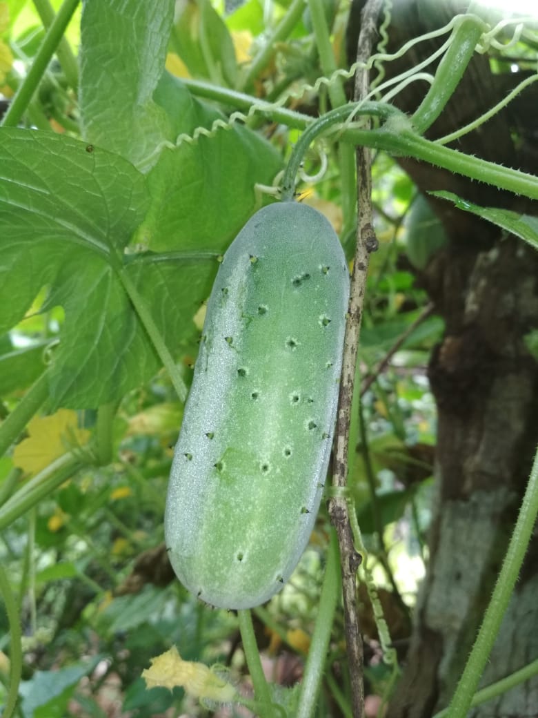 Cucumber (Spiny)