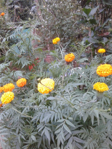 Marigold