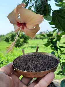 Organic Jhakiya (Wild mustard seeds)