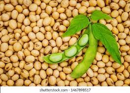 Soya been