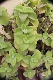 Ajwain
